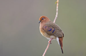 Blue-eyed ground-dove