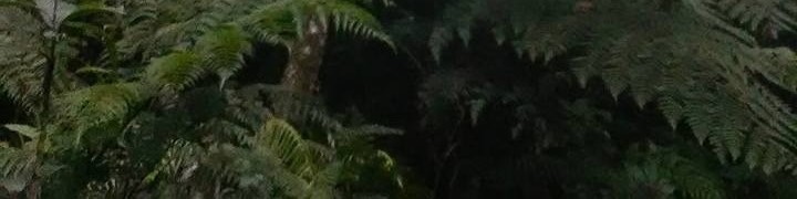 Majo -Habitat – web
