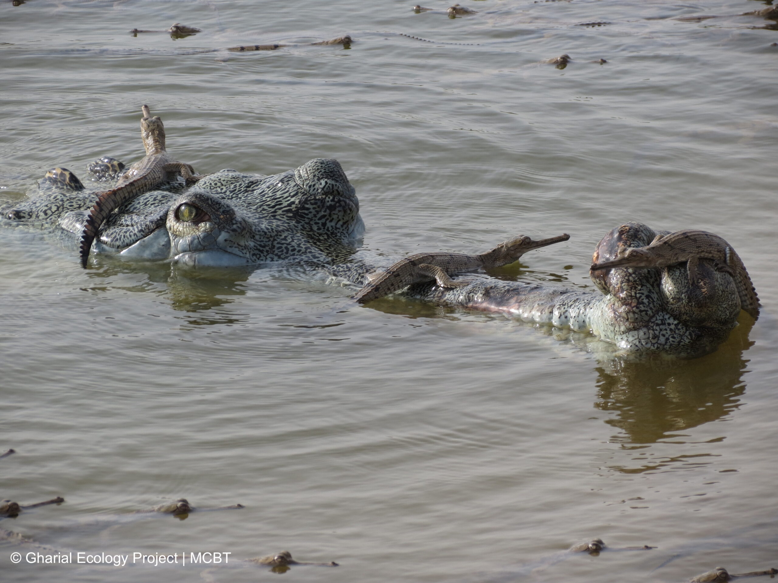 Crocodiles can sense how distressed human babies are from their cries