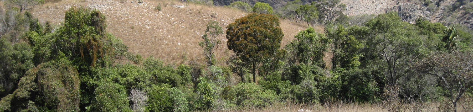 Podocarpus Habitat