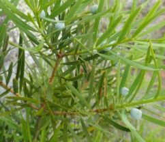 Podocarpus capuronii