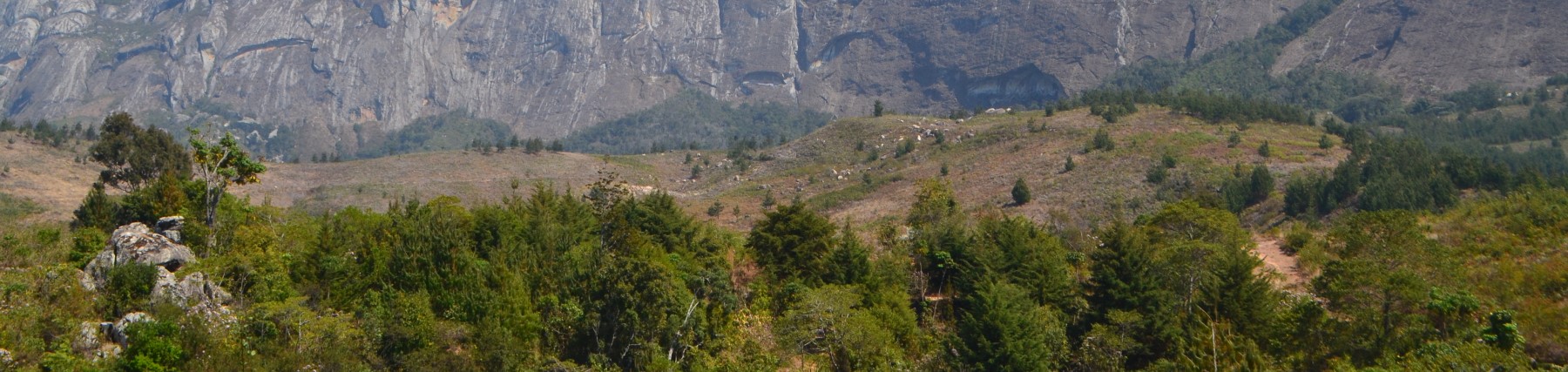 Mulanje Cedar Habitat Mulanje Cedar Habitat