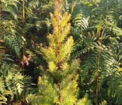 Mulanje Cedar