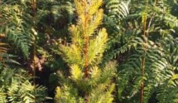 Mulanje Cedar