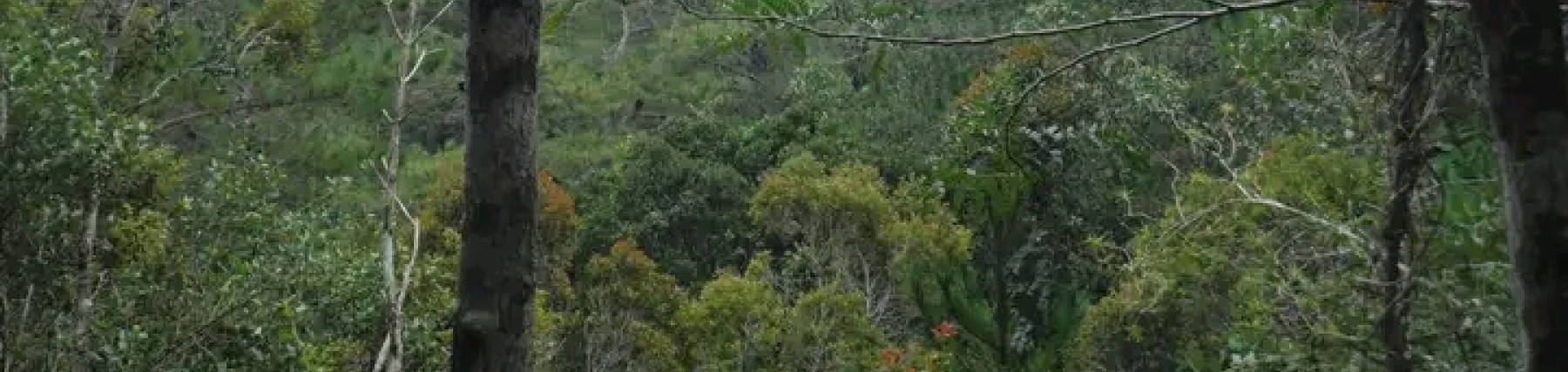 Sibree Dwarf Lemur Habitat