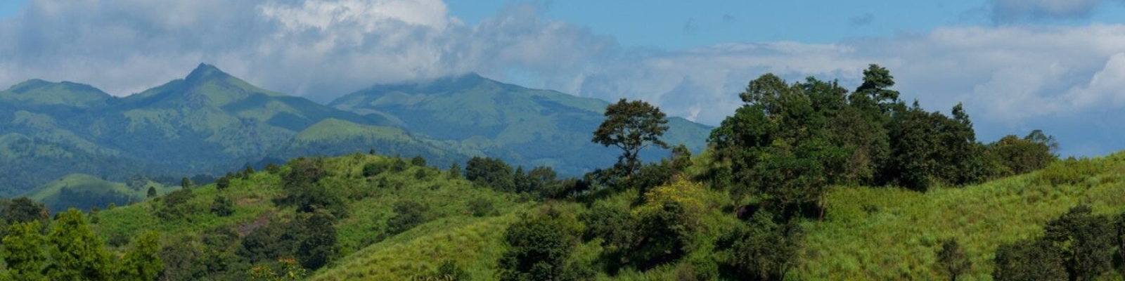Dencin header image