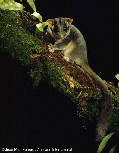 possum.gif