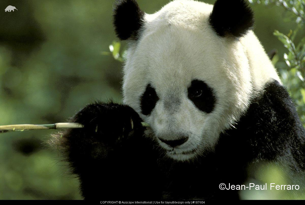 It is a panda